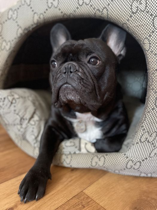 Для штучного запліднення! Голубогенний Француз Бульдог тільки м. Ніжин