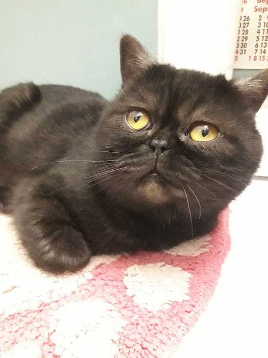 Вязка кот шотландский