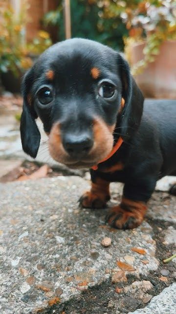 Цуценята такси – маленькі друзі для великої радості!