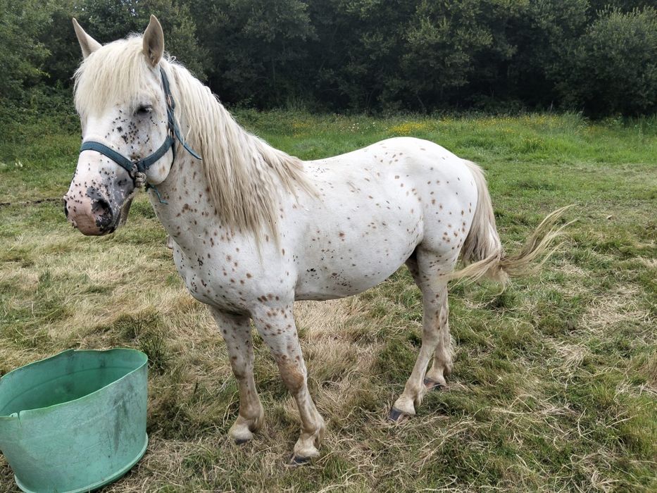 Cavalo apaluso meigo