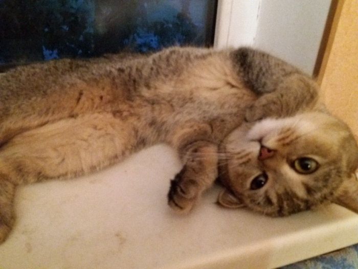 Кот золотая тикированная шиншилла