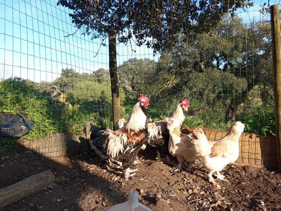 Ovos Férteis de Faverolles