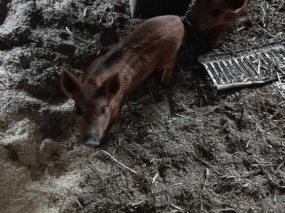Mangalica. Prosiaki