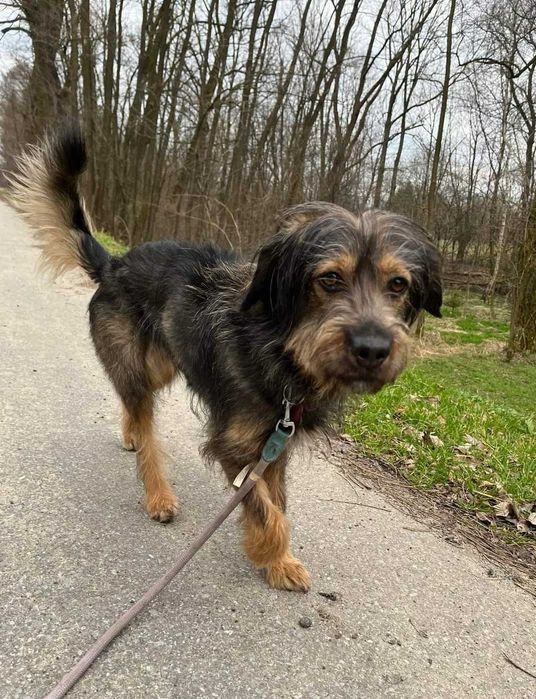 Cudowna Tosia szuka domu