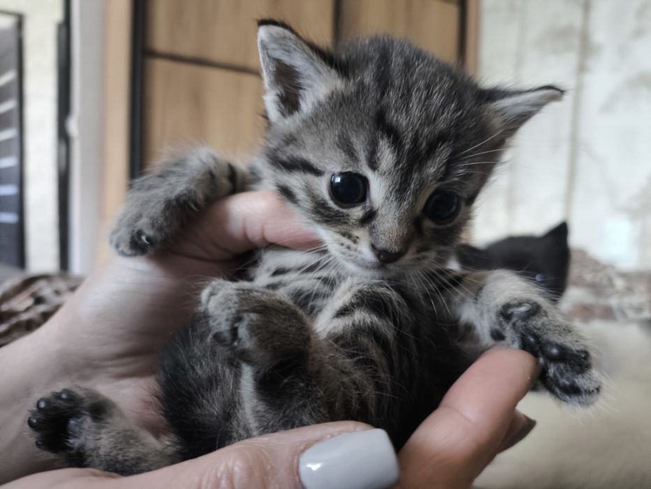 Віддам кошенят у добрі руки ))