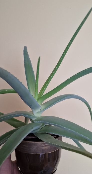 Duży Aloes Aloe vera