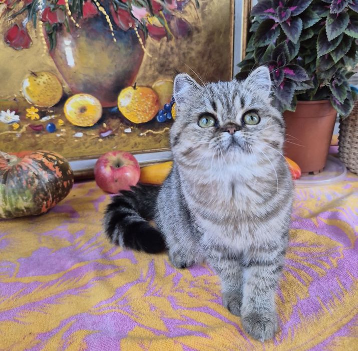 Неймовірно ласкова красуня!