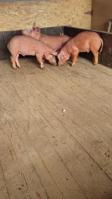 Найкращі поросята на відгодівлю