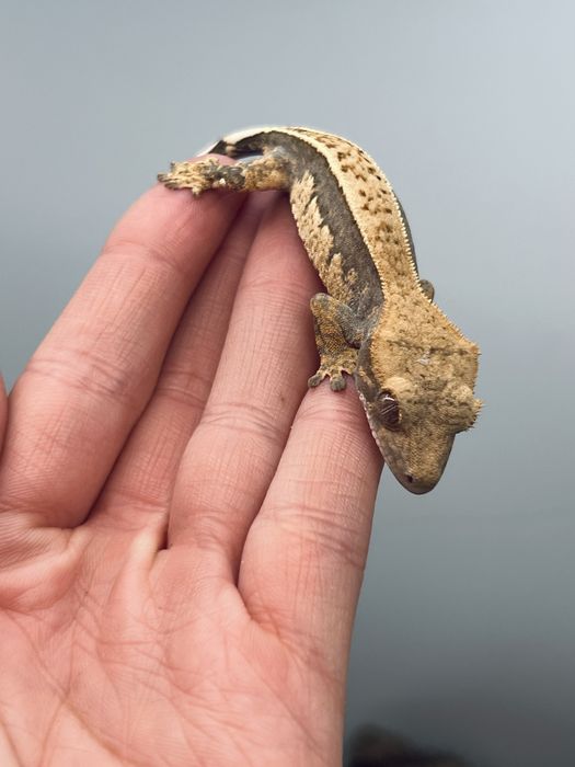 Gekon orzęsiony fullpinstripe