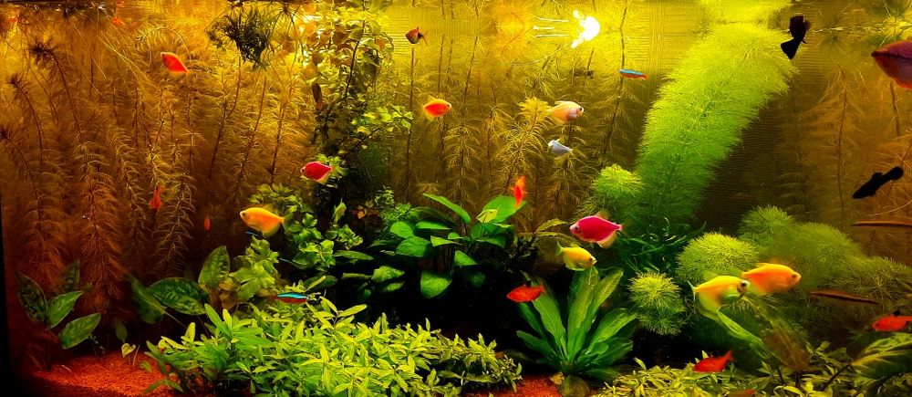 Акваріумні рослини