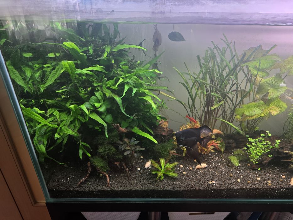 Aquario com acessorios
