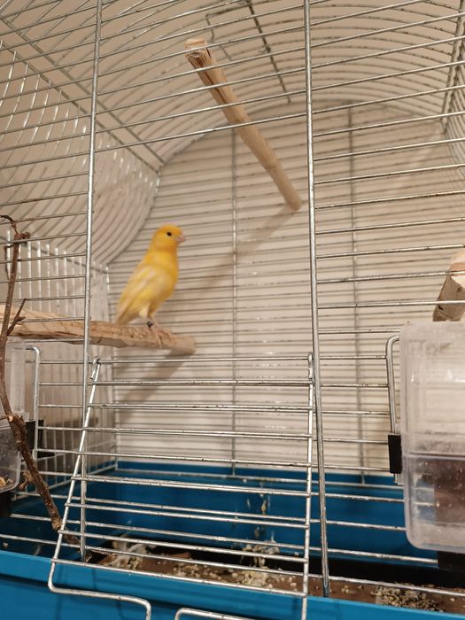 Sprzedam kanarka