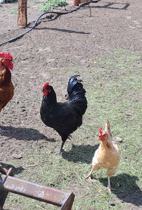 Koguty Australorp czarny!