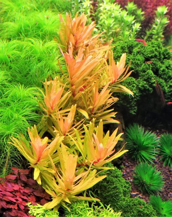 Ammania Pedicellata "Gold" - BSP_PLANTS