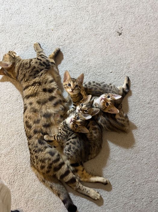 Бенгальский котенок Днепр