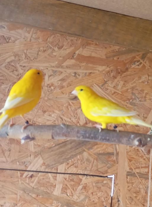 Kanarki samce z woliery zewnętrznej