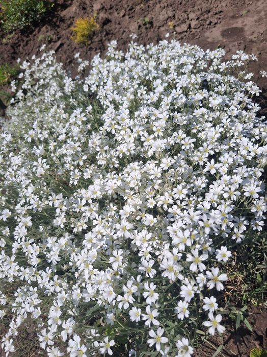 Продам садові грунтопокривні рослини