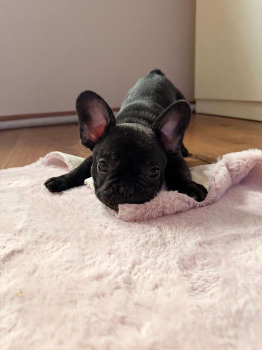 Piękny Buldog francuski