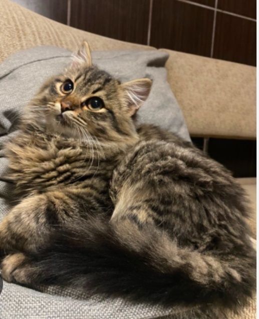 Котик Барсик гарний