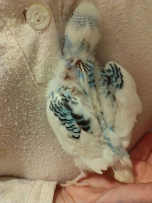 Cria de piriquitos para venda