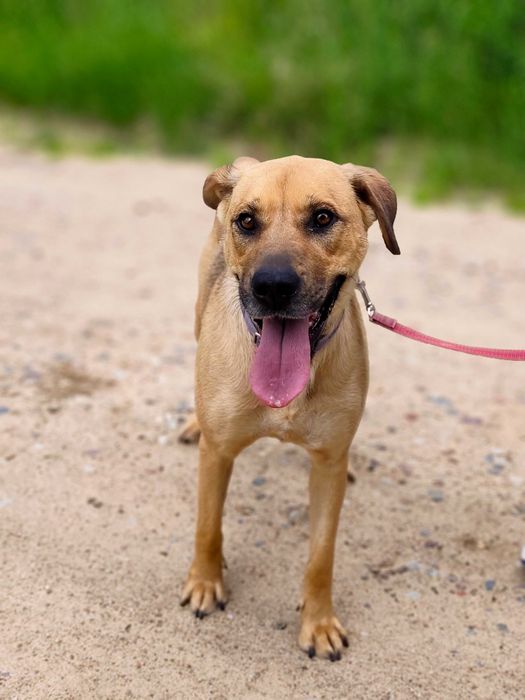 Mila, młoda przyjazna sunia, mix labrador
