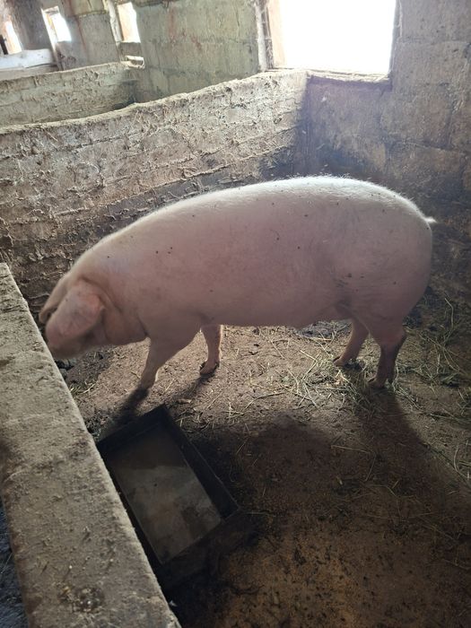 ПродамСвині живим вєсом
