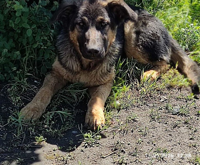 Молодий песик вівчар пів року