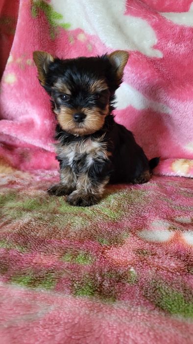 Щенки разного возраста.