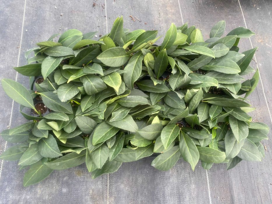 Prunus! Laurowiśnia! Rotundifolia! 200 cm! Novita! Caucasica! Sadzimy!