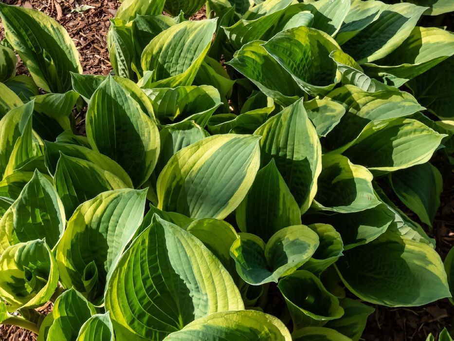 Funkia Hosta 'Pilgrim' Doniczka 2.0L Żółte brzegi