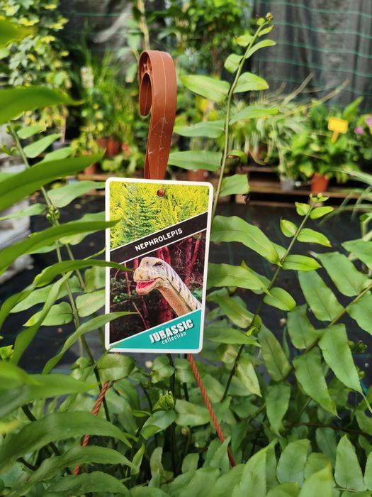 Feto Americano (Nephrolepis exaltata) - planta em vaso