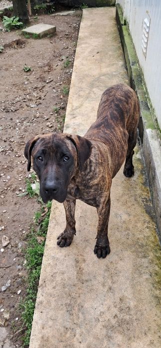 Fêmea presa canário