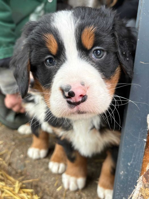 Berneński pies Pasterski