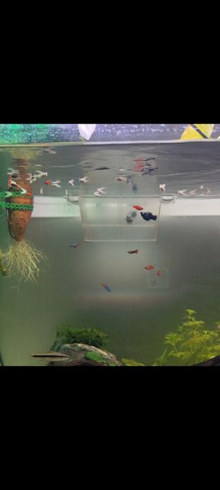 Mollys, Guppys e Platys Juvenis