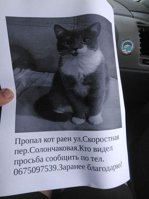 Пропал  Котик  Том