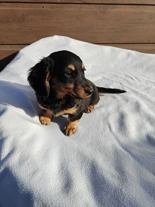 Sprzedam ślicznego samca Jamnik Długowłosy czarny podpalany