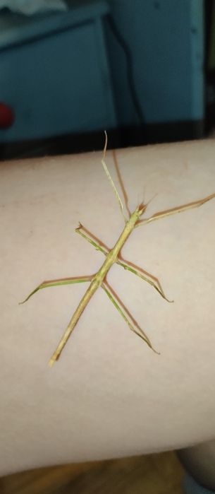 Patyczaki rogate za darmo