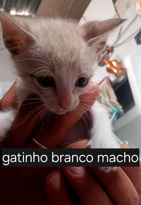 Gatinhos para adopção responsável