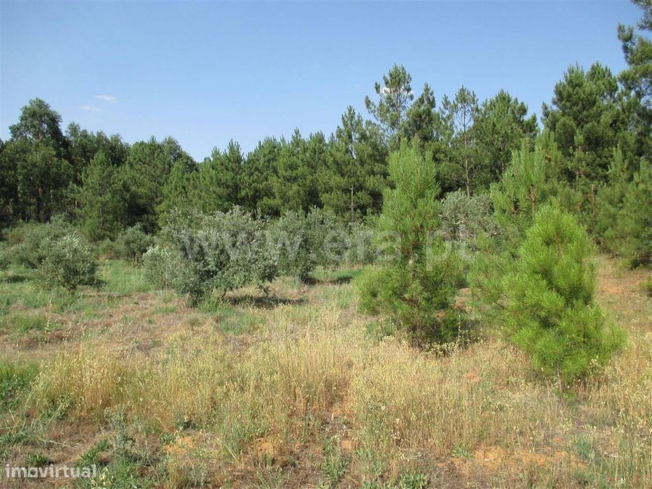 Land Plot / Fundão, Enxames