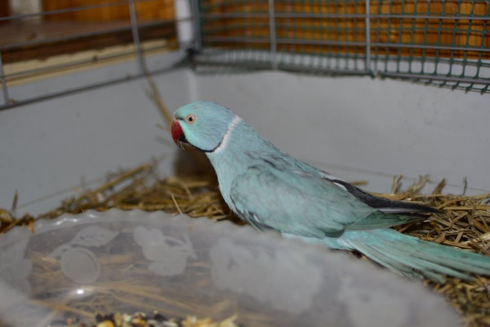 Aleksandretta brożna - oswojona