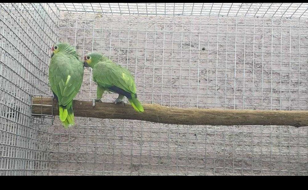 aves para venda