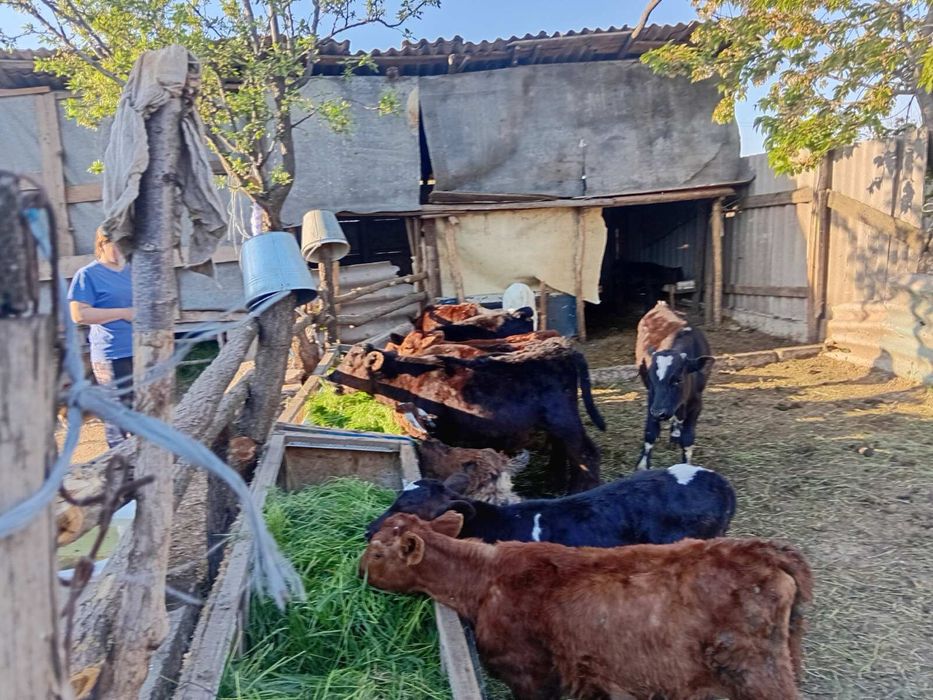 Продам десять  телят разного возраста