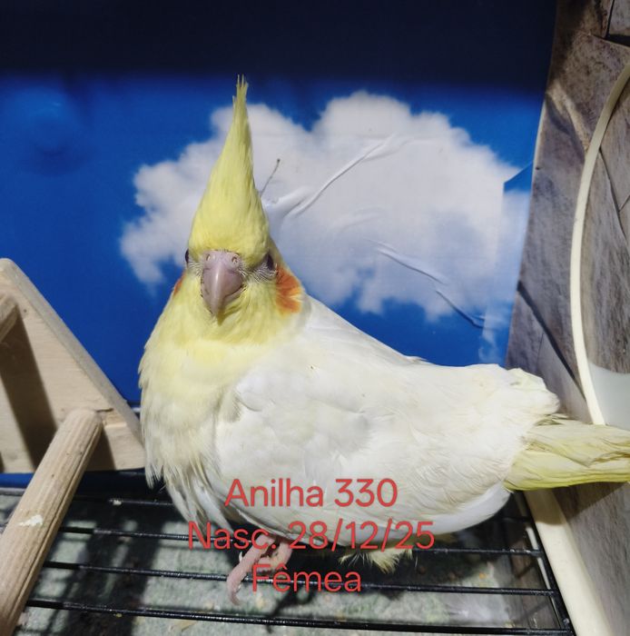 Caturras criadas a mão