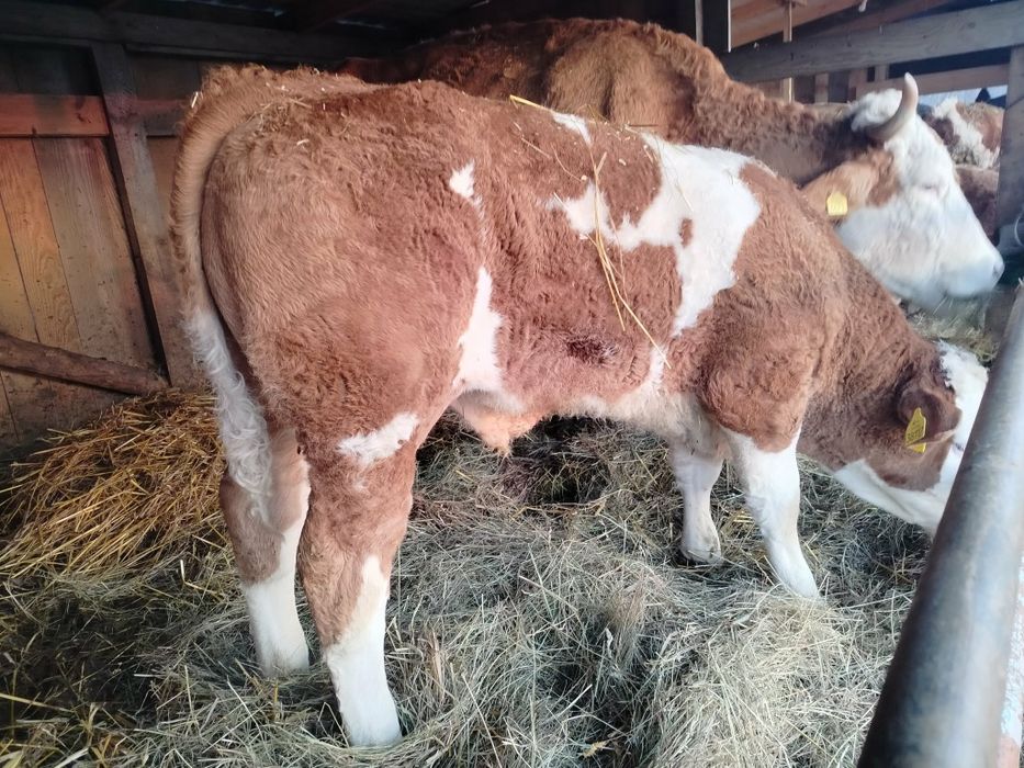 Byczek miesny simental pod ocena PZHIPMB