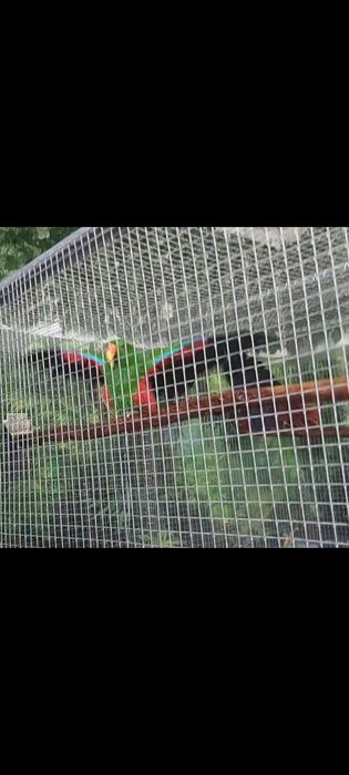 CASAL DE ECLETUS  para cedência