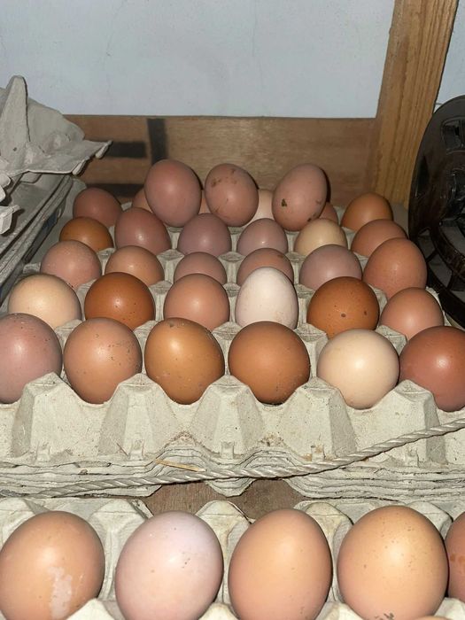 Ovos caseiros totalmente biologicos