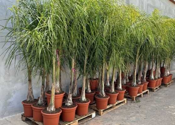 Coqueiros em vaso 250cm-350CM-400CM