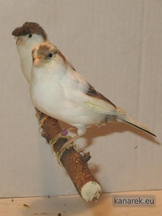 Gołębie Kingi Mewki Regał Kanarki Zeberki Papugi Gile Meksykańskie.