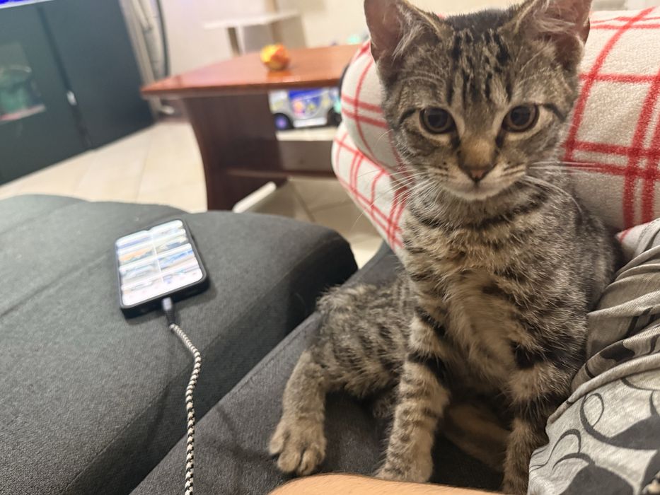 Da-se gatinha bebe