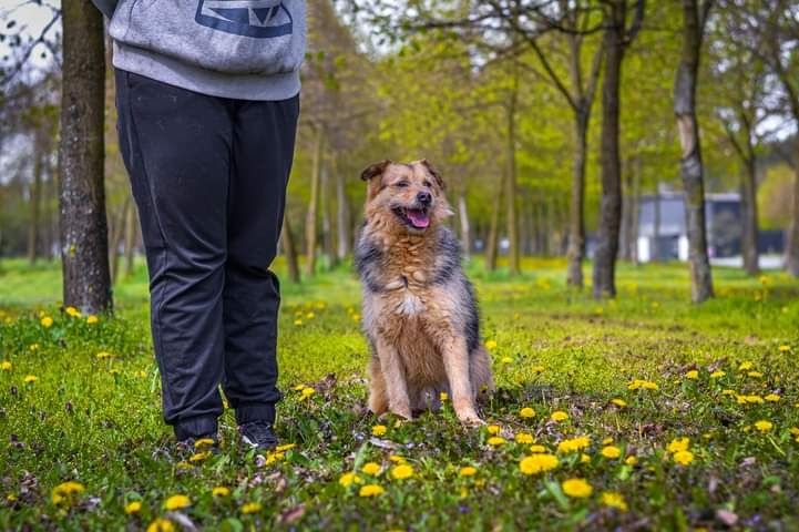 Czy ktoś się zakocha w tym cudownym psiaku?